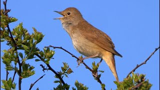 Four Hours Relaxing Birdsong: Nightingale
