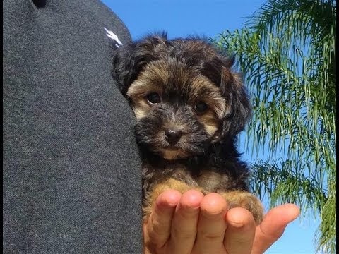 toy poodle cross yorkshire terrier