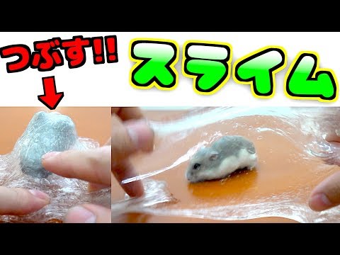 【閲覧注意】ハムスター を『スライム』に 混ぜてみた😱ASMR ＆ 音フェチ あるよ♪