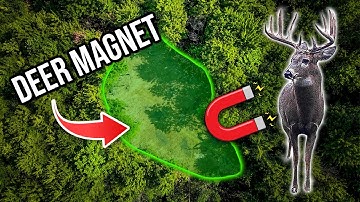 Small Food Plot? Plant THIS… and Watch the Deer Pile In!