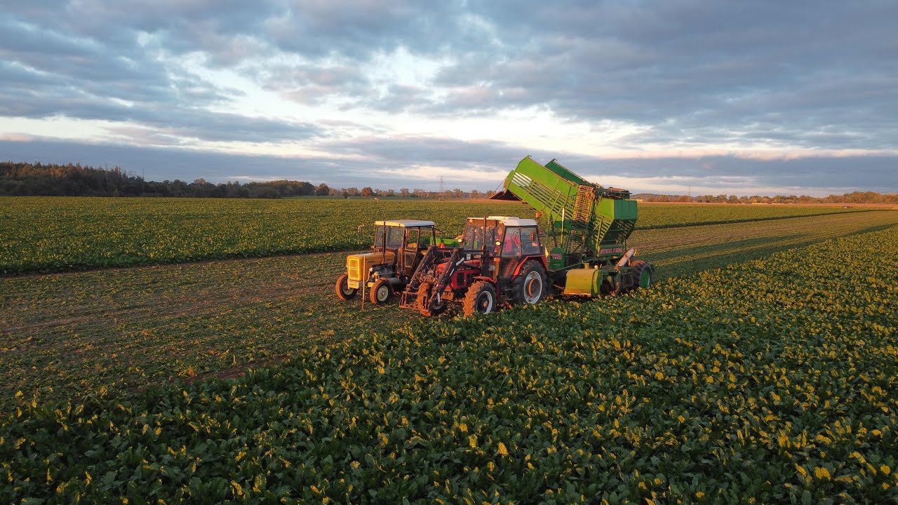 Kampania Buraczana 2023 / Zetor 7245 & stoll v202 / Ursus C360 3p