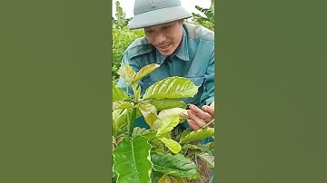 Cafê được 3 tháng tuổi cách để thân