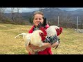 Albanian chicken porridge with garlic 