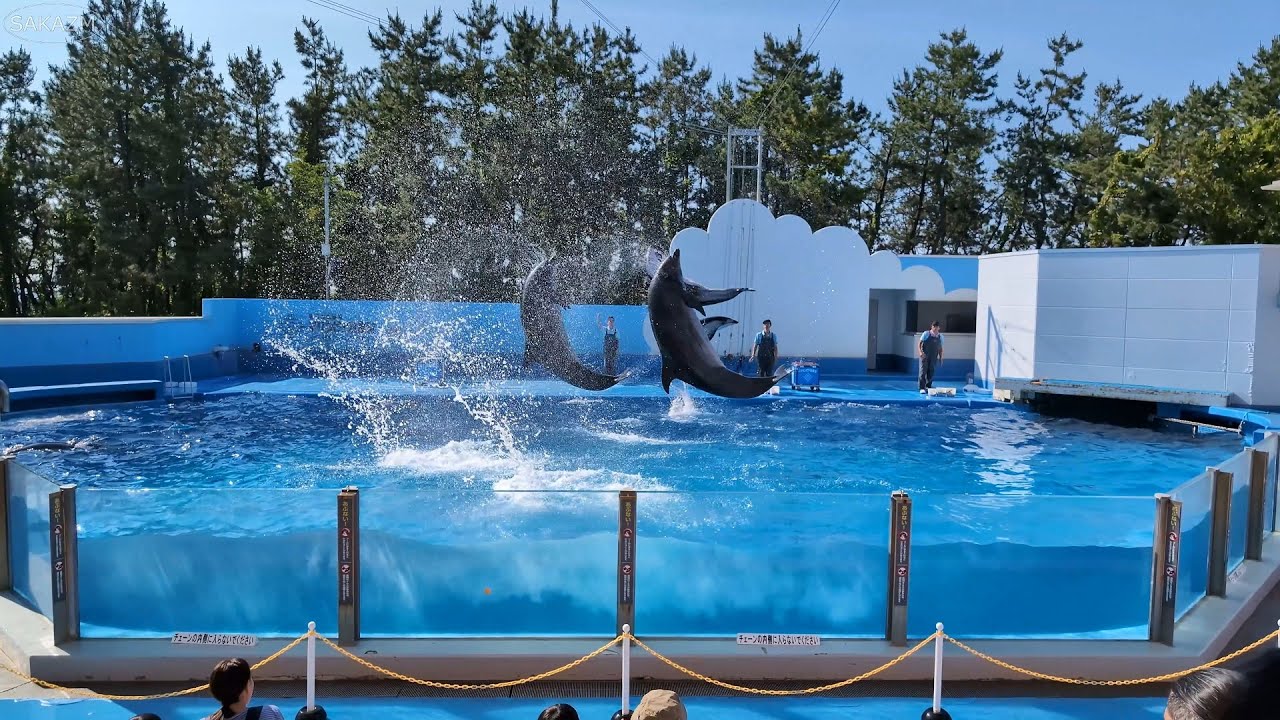 【4K】新潟市水族館 マリンピア日本海 イルカショー 2024