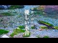 【睡眠用BGM】奈良の秘境「山上川」優しい川の音でぐっすり眠れる【4K映像】