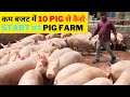 10 PIG से कैसे start करे Pig Farming जाने पूरी जानकारी l How to start Pig Farming in LOW BUDGET #IFT