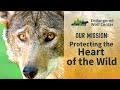 Protecting the Heart of the Wild at the Endangered Wolf Center