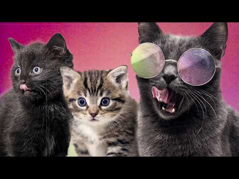 Video: Kuuluisia miehiä, jotka rakastavat kissoja