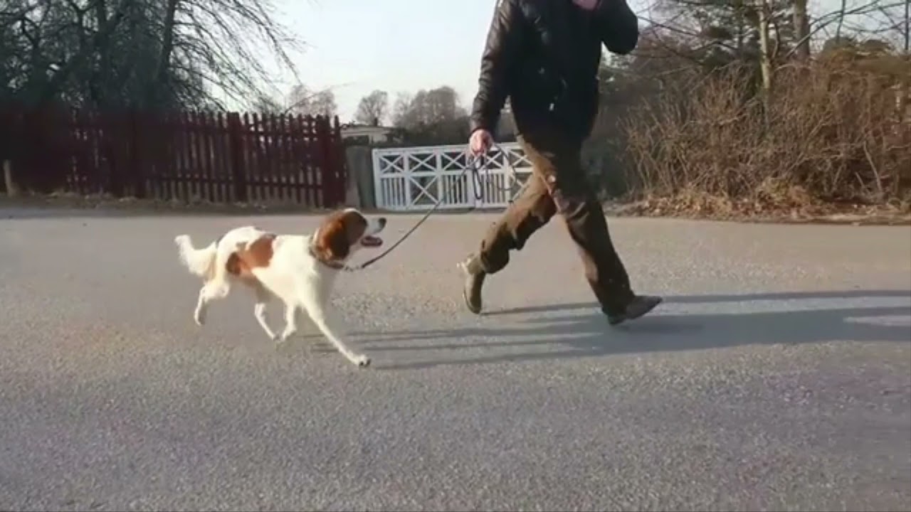 Nederlandse Kooikerhondje - happyness of the Kooiker Birka