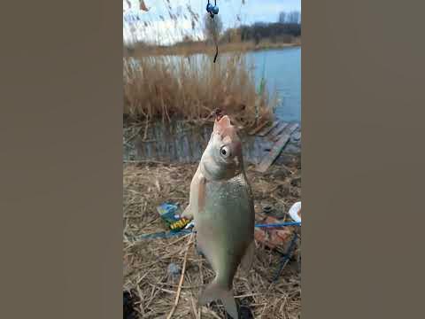 Лещь - YouTube