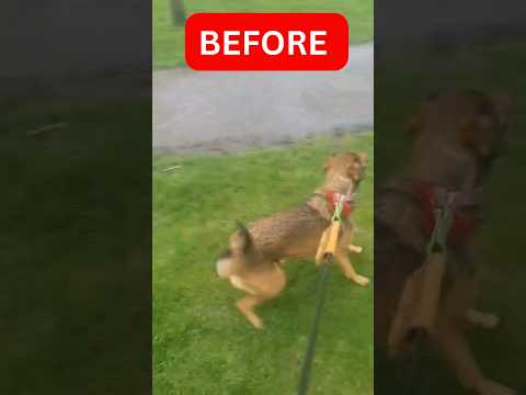 Reactive Dog Behaviour Before & After #doglover #dog #reactivedog #dogs #dogbehaviour