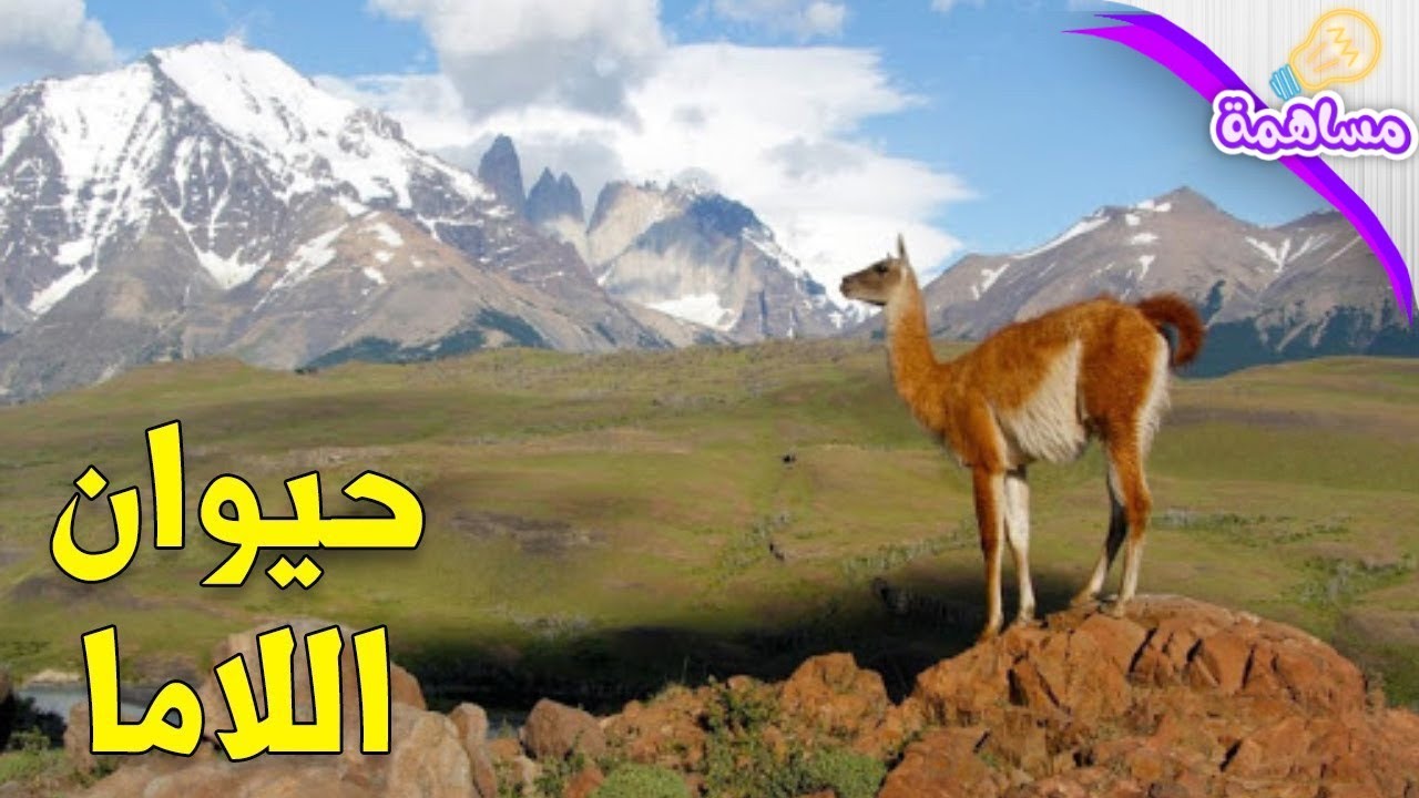 معلومات و حقائق مذهلة لا تعرفها عن حيوان اللاما ، تعرف عليها الآن ...