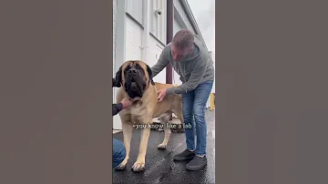 235 Lbs Mastiff Acts Like A Baby 