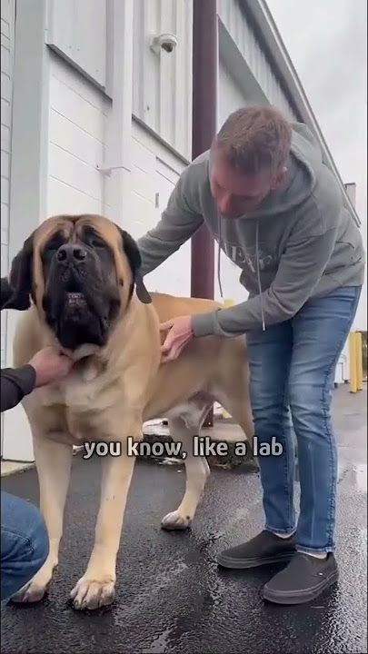 235-lbs Mastiff acts like a baby