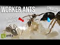 A Queen Ant REACTS To Her First Worker Ants