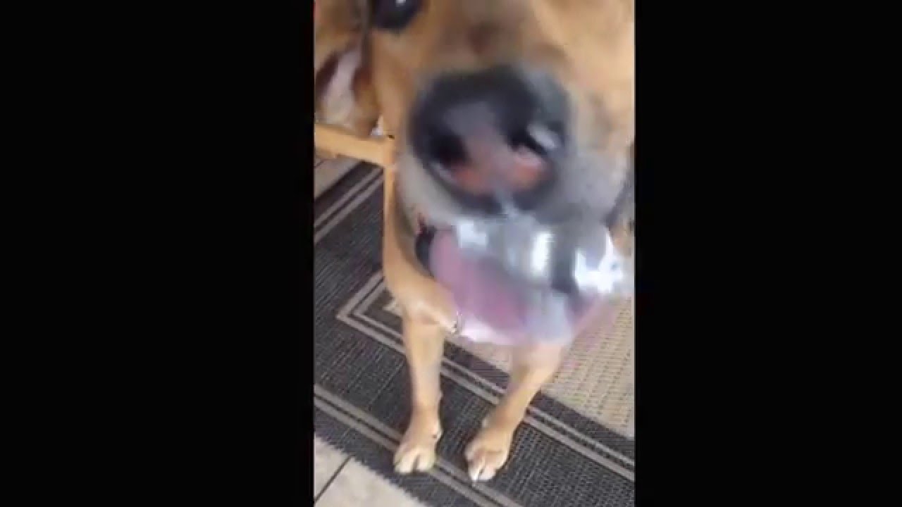 This dog loves sour cream YouTube