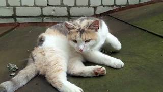 Кот, очень жирный и ленивый кот. Cat, fatty and lazy cat. Кот, очень жирный и ленивый кот. Cat, fatty and lazy cat.