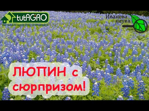 Азбука сидератов. Ч.5. Люпин-отравитель! Люпин СИДЕРАЛЬНЫЙ и люпин КОРМОВОЙ. Отличия ОЧЕНЬ ВАЖНЫЕ!
