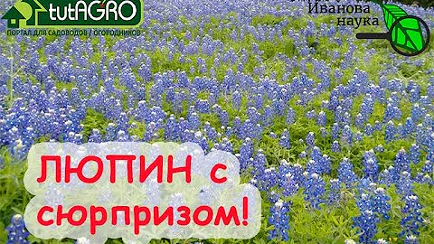 Азбука сидератов. Ч.5. Люпин-отравитель! Люпин СИДЕРАЛЬНЫЙ и люпин КОРМОВОЙ. Отличия ОЧЕНЬ ВАЖНЫЕ!