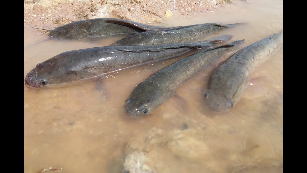 khmer net fishing 2017 TOP Five 2017 - Amazing Man Make 5 Fish Trap