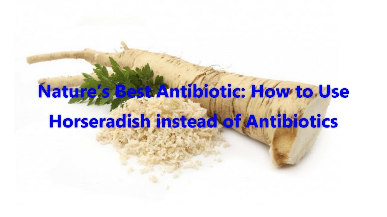 video phone beyonce mp3 Nature’s Best Antibiotic: How to Use Horseradish instead of Antibiotics