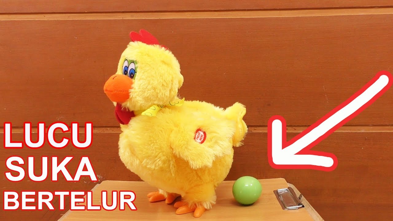 5 AYAM UNIK LUCU BERFAEDAH BISA BERTELUR BERTERIAK YouTube