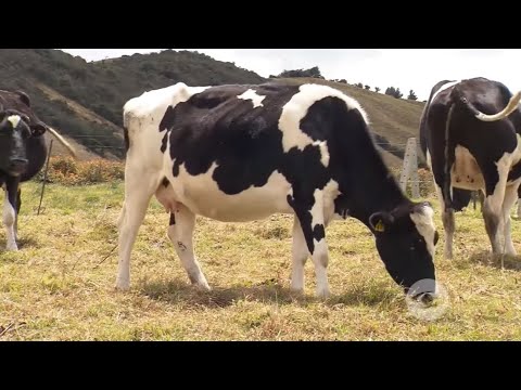 Video: Cómo hacer frente a una agresión sexual (con imágenes)