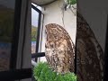 フクロウのいる生活