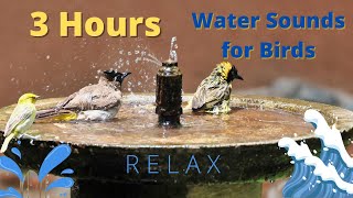 Parakeet Bath 3 HOURS  (relaxing water sounds to help your Budgie want to bathe) by Birds and Friends 345 views 1 year ago 3 hours