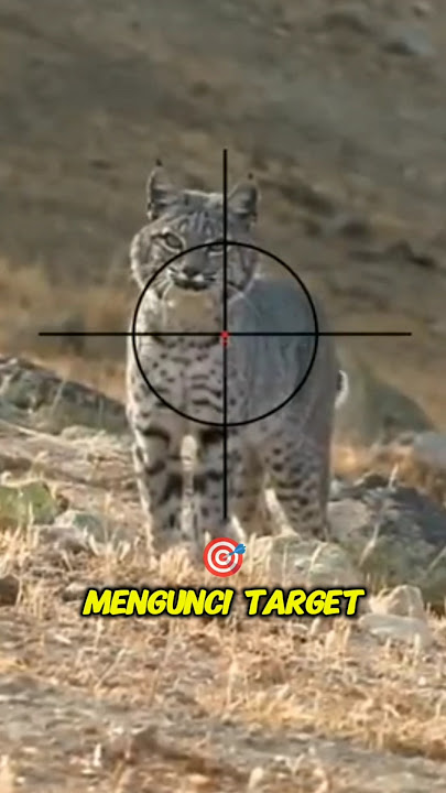 Kucing Liar Vs Penembak Jitu