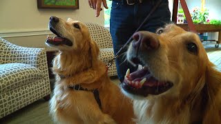 Therapy dogs for senior citizens