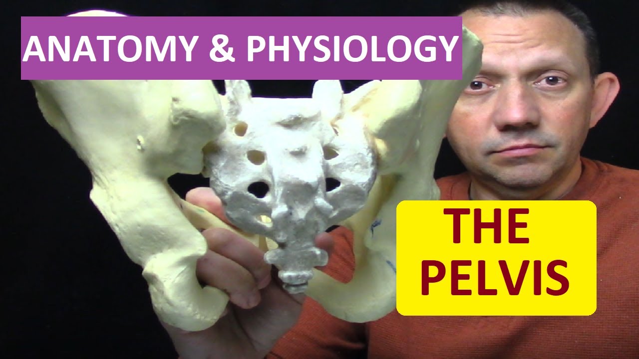 Pelvic Anatomy Youtube / Anatomy of the Pelvis 2. Lecture 2 - YouTube
