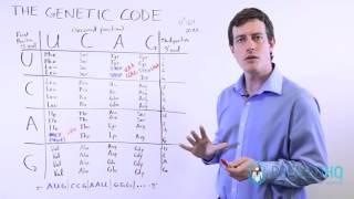 DNA and Genetic Mutations | 3 Types of Point Mutations and Frame Shift Mutations