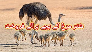 Ostrich Chick Available For Sale In Pakistan | Ostrich Bird | by Malik Hunter 206 views 3 weeks ago 8 minutes, 56 seconds