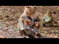 Sweet time of two baby monkey  share love with only one mom