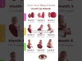Watch your body growth inside the womb🤰/ 1 to 9 month by month baby development #ytshorts #viral