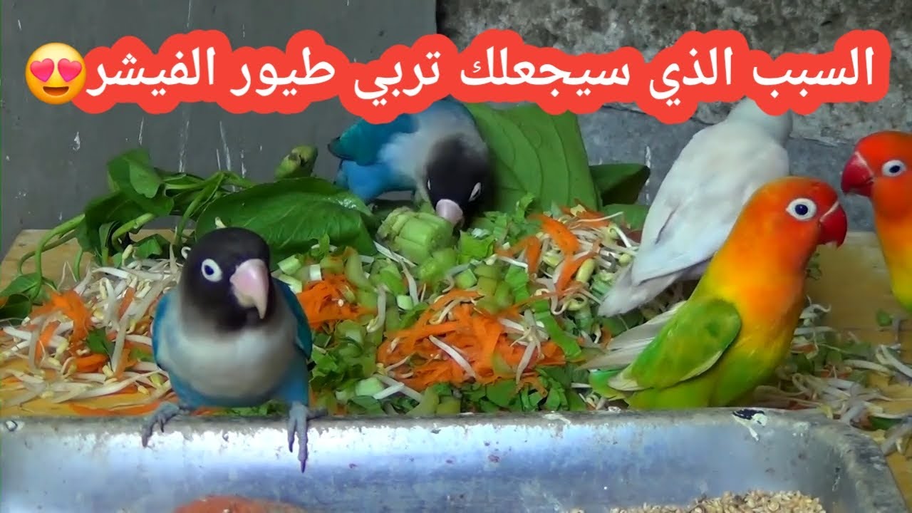 هذا مايميز طيورالفيشر 🥰 مواصفات عجيبة 😲