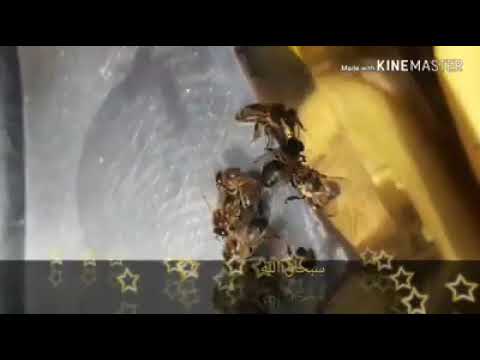 سبحان الله يوضع سره في اضعف خلقه