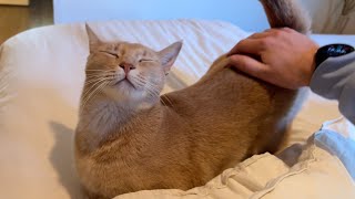 Happy lad lets out the cutest yawn after being tucked in by Archie The Cat & Friends 766,330 views 5 months ago 37 seconds