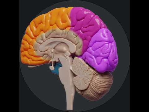 Lobes of the brain - YouTube