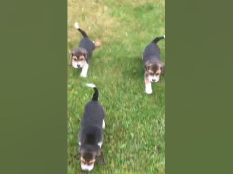 Буль буль буль буль буль - YouTube
