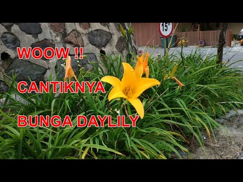 Video: Tumbuh Daylili Yang Indah. Dasar