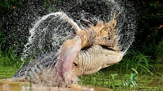 Even Leopards are afraid of him like Fire! Mugger crocodile - a huge secretive Monster!