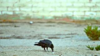 Ravens in the yard
