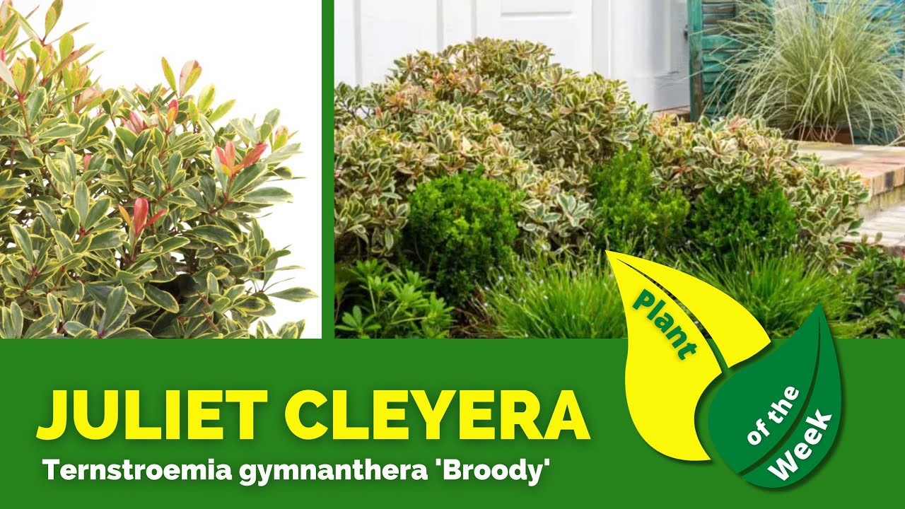 JULIET® CLEYERA Ternstroemia gymnanthera 'Broody' Southern Living