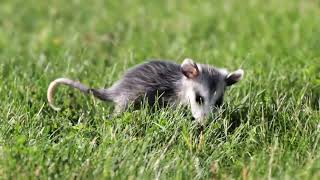 Baby Opossums 51324