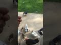 #trendingshorts #duckfarming #trending