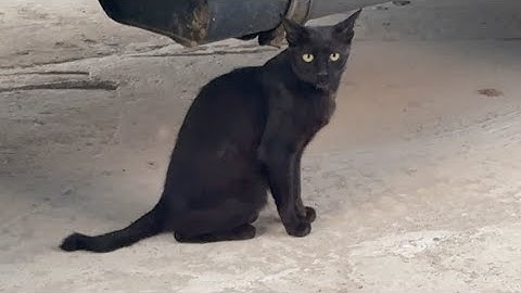 고돌이랑 싸우지 않는 신참이 왔다.