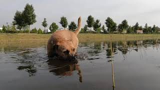 BORDER Terrier Woody You make me HAPPY by Border Terrier Tube (BTT) 773 views 7 months ago 3 minutes, 26 seconds