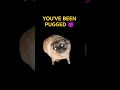 YOU'VE BEEN PUGGED